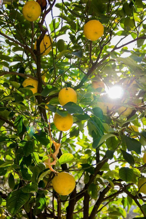 Agriturismo La Limonaia Villa Mondavio Dış mekan fotoğraf